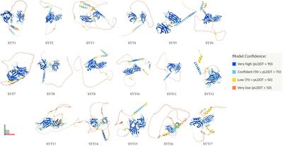 Potential roles of synaptotagmin family members in cancers: Recent advances and prospects